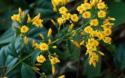 Cứu sống bệnh nhân ăn lá ngón bằng dung dịch 'cây nhà lá vườn'