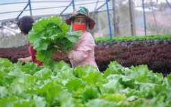 500 hộ sản xuất thực phẩm sạch chính thức vào chuỗi cung ứng VinEco