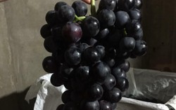 Hoang mang với nho đen không hạt trồng tại Lào Cai giá 60.000 đồng/kg