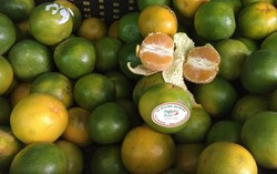 3 mẹo để chọn được quýt Sài Gòn loại 1