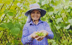 Dự án rau Tây Bắc mang đến cơ hội mới cho phụ nữ dân tộc