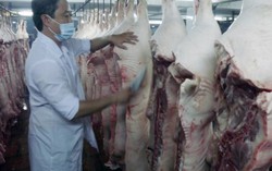 Lò mổ bị đình chỉ vì tiêm thuốc an thần cho heo được hoạt động trở lại