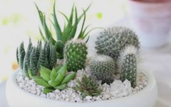 Tự trồng chậu cây mini trang trí bàn làm việc