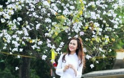Mê mẩn hoa ban Tây Bắc giữa lòng Hà Nội 