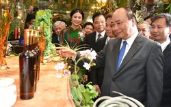 Đưa sâm Ngọc Linh từ quốc bảo thành quốc kế dân sinh