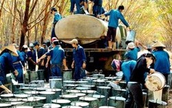 Tập đoàn công nghiệp cao su Việt Nam: Dòng chảy của sự phát triển