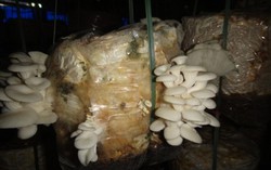HTX tiên phong trong sản xuất giống nấm ở Quảng Nam
