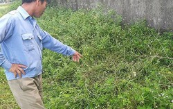 Thanh Hóa: Cựu Chủ tịch xã bị người dân vây bắt vì nghi xâm hại học sinh lớp 3