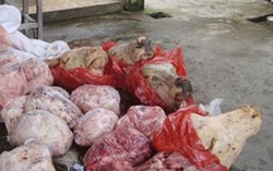 160 kg phụ phẩm heo thối suýt lên bàn ăn