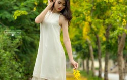 Người đẹp xứ Trà khoe sắc bên hoa muồng hoàng yến