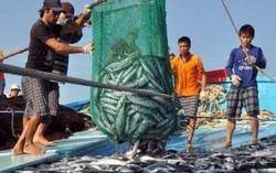 Bồi thường sự cố môi trường biển đợt 1 phải xong trước Tết Nguyên đán