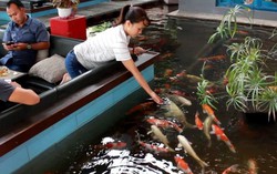 Đi cà phê ngắm đàn cá Koi khổng lồ