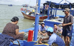 Đau lòng nạn “hôi tôm hùm" sau bão ở Vạn Ninh