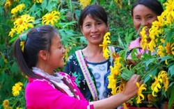 Hoa dã quỳ nhuộm vàng triền núi Tây Bắc chờ xuân