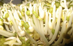 Mẹ bầu ăn giá đỗ giúp giảm nguy cơ sẩy thai