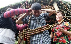 Đổ xô lên Mộc Châu vào vườn, trèo cây, hái mận