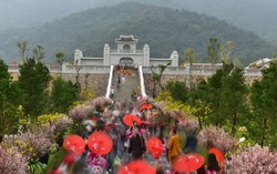 Hàng trăm cây anh đào Nhật Bản và mai vàng Yên Tử chào đón 8/3