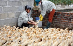 Cúm gia cầm A/H5N6 có khả năng lây sang người quay trở lại Việt Nam