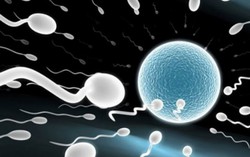 Mục sở thị hành trình 'con giống' chinh phục trứng và thụ tinh