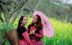 Phải lòng vẻ đẹp tinh khôi của hoa cải Mộc Châu