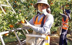 Nhận 700 hồ sơ lao động kết hợp kỳ nghỉ tại Australia