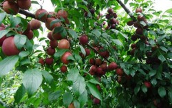 Lên Mộc Châu xem hội hái quả