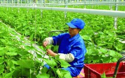 Cả nước hiện có 13 ngàn hợp tác xã nông nghiệp