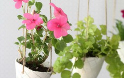 Khéo tay làm giỏ cây kem ốc quế