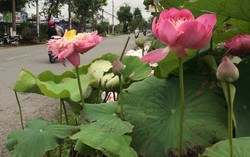 Về Đồng Tháp mùa này đâu đâu cũng thấp thoáng sen hồng