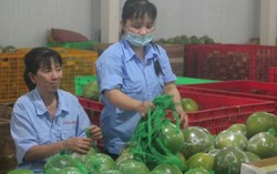 Công nhân còn nửa thu nhập vì nông sản thất mùa
