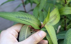 Các loại rau thơm có tác dụng chữa bệnh ít biết