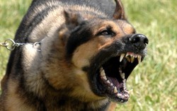 Bé 2 tuổi bị chó Becgie hàng xóm cắn mắt lòi ra ngoài