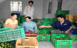 HTX thành công với cây chanh không hạt