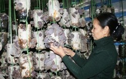 Liên kết để sản xuất nông sản sạch