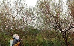 Chăm đào Tết như chăm con nhỏ