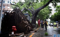 Bão Nida đổ bộ vào Trung Quốc không mạnh như dự báo 