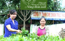Người phụ nữ làm giàu từ việc phủ xanh vùng đất khô cằn