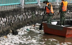 Dồn sức làm sạch môi trường Hồ Tây sau vụ cá chết