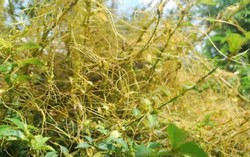 Dây tơ hồng hỗ trợ trị tiểu đường, hen suyễn