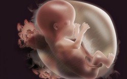 Mẹ bầu hoàn toàn yêu tâm khi thai nhi có 6 dấu hiệu này