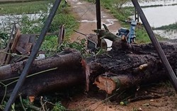 Người phụ nữ nghèo bị cây ngô đồng đè tử vong trong lúc chạy mưa