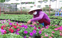 'Săn' hoa chơi Tết 'sang chảnh' giá chỉ bằng cốc trà đá vỉa hè