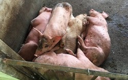 Thêm 2 ổ dịch tả lợn châu Phi ở Hưng Yên, FAO hỗ trợ khẩn cấp Việt Nam