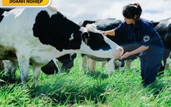 Cơ hội tiếp cận sữa organic đạt chuẩn quốc tế sản xuất tại Việt Nam