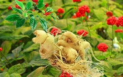 Phát triển dân tộc thiểu số từ ‘giảm nghèo’ sang ‘làm giàu’ qua chuỗi giá trị