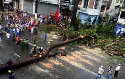 Nữ nạn nhân bị cây gãy đè đã tử vong