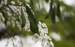 Hà Nội, tháng ba hoa sưa bừng góc phố