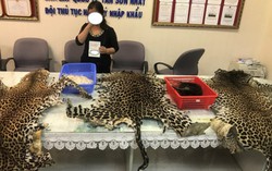 Lão bà vận chuyển lậu ngà, đuôi voi, da báo rất tinh vi