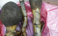 Mua rượu ngâm nấm ngọc cẩu ven đường uống, hai người nhập viện 