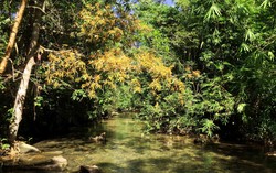 Lội suối, ngồi thiền giữa rừng Tánh Linh